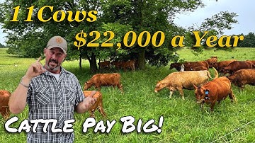Insane Profits from 11 Cows on 27 Acres. Our secrets to big profits