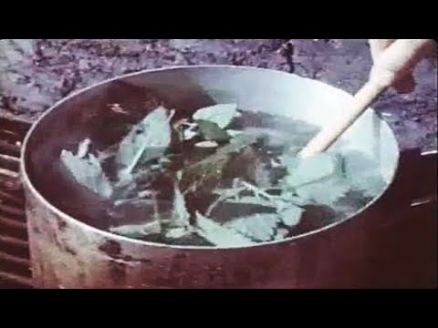 Yugoslav People&rsquo;s Army movie - Edible wild herbs/Nutrition in nature/