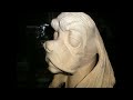 Процесс резьбы - собака кокер-спаниель  Carving process - Cocker Spaniel dog