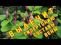 ВЫЛЕЧИТ СУСТАВЫ, ВЕНЫ, ГИПЕРТОНИЮ. ЛАКОНОС. СИЛЬНЕЙШИЙ ЛЕКАРЬ. ЧТО это за растение?