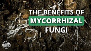 Allies in the Soil: Mycorrhizal Fungi | Dr. Adam Cobb