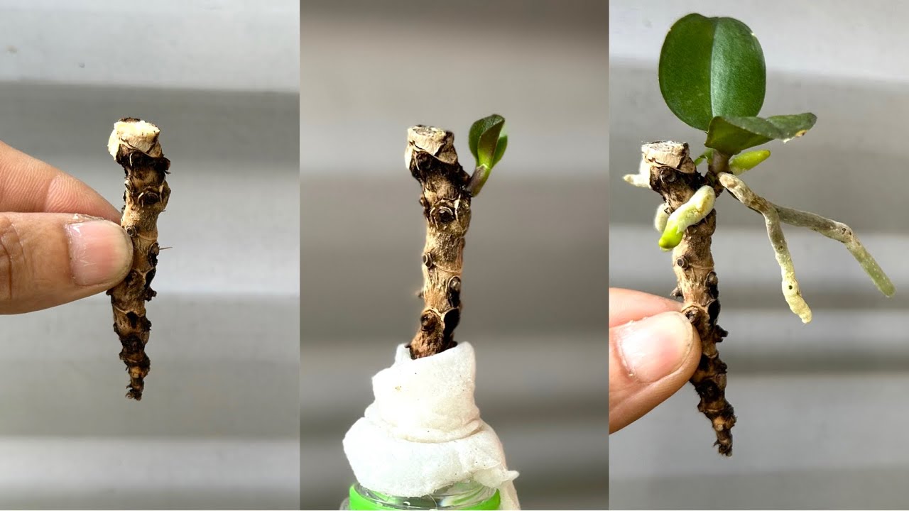 Знай этот секрет! Вы быстро размножите орхидеи и заставите их цвести круглый год.