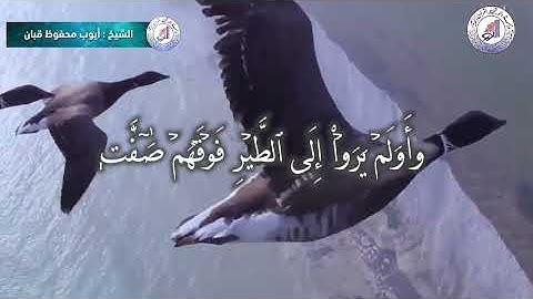 تلاوة عطره لسورة الملك من محراب مسجد النور بالبلاد الشيخ / ايوب محفوظ قبان