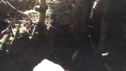 My ruffed grouse video...