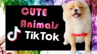 🐶 ANIMAL Tik Toks that Will 🔥 MELT Even the 💙 COLDEST 🥰 Heart by Animals for All 120 views 3 years ago 4 minutes, 41 seconds