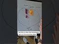 Meiosis- Independent segregation explained #biologystudent #alevelbiology #meiosis #alevel #biology