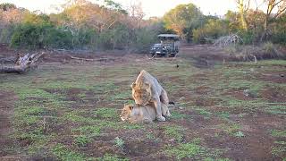 Zimanga mating lions