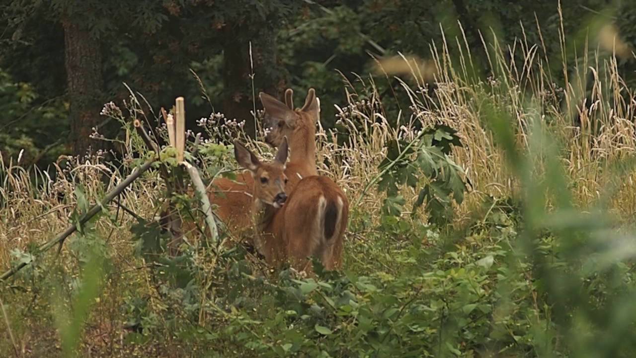 Columbian black-tailed deer