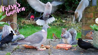 Cat TV for Cats to Watch 😸 Birds \& Squirrels Play on the Patio 🕊️ Videos for Cats