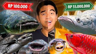 IKAN MURAH RP 100.000 VS IKAN SULTAN RP 55.000.000!