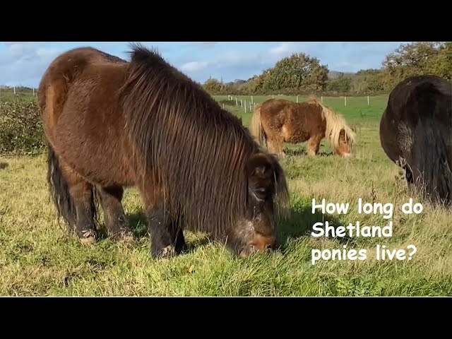 How Long Do Shetland Ponies Live Tv Episode 307 Youtube