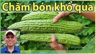 Cách chăm bón cho khổ qua sai trái hơn, chỉ sau 11 ngày!