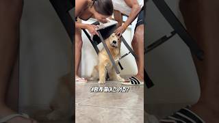 리트리버는 대체 왜이럴까?