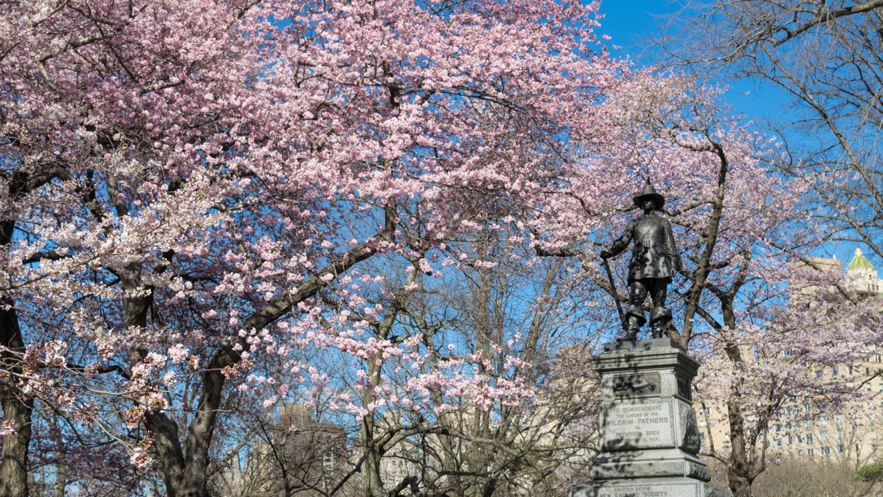 Yoshino cherry trees along a Pilgrim Hill stroll
