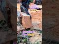 Aserrando un árbol prohibido😱😱#chainsaw #asmr #woodwork