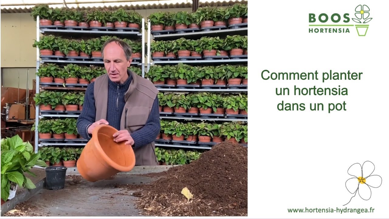 Tuto : Comment rempoter un hortensia dans un pot