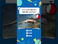 【海遊館】生きものクイズ！～コツメカワウソ編～