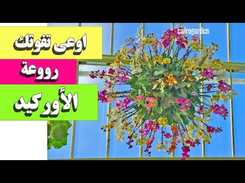 فيديو: معرض زهور الأوركيد في الحديقة النباتية بسانت بطرسبرغ