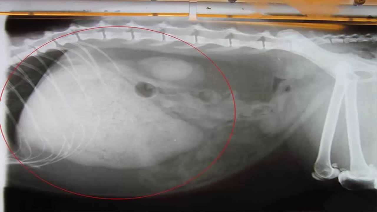 Tumor Mama Perra De 13 Años BOLA DE PELO GIGANTE EN EL ESTOMAGO DE UN GATO. Curiosidades animales