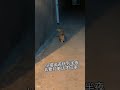 Heartwarming Animal Moments That Calm Your Mind Right Now