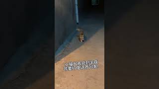 Heartwarming Animal Moments That Calm Your Mind Right Now