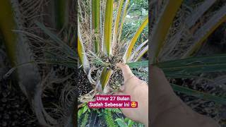 The First Fruit Approximately How Many Kilos Is This palm palmindonesia agriculture