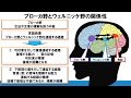 No18. 失語理解に必須！理学療法士が解説する言語理解のメカニズム ～ウェルニッケ野とブローカ野の関係性～