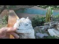 The Best Iguana in the World, Buddy the lizard in "Lizard Greets Man like a Dog"