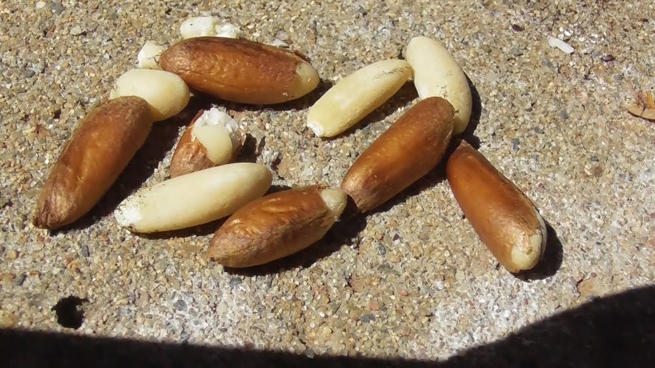 Harvest Raw Pine Nuts YouTube harvest-raw-pine-nuts-youtube