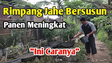 CARA AGAR RIMPANG JAHE MERAH BERSUSUN DALAM POLYBAG SUPAYA HASIL PANEN BANYAK| JEJAK SI BOS