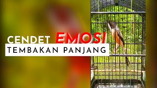 Cendet Manapun Bakal Gacor Dan Emosi Mendengar Tembakan Panjang Ini