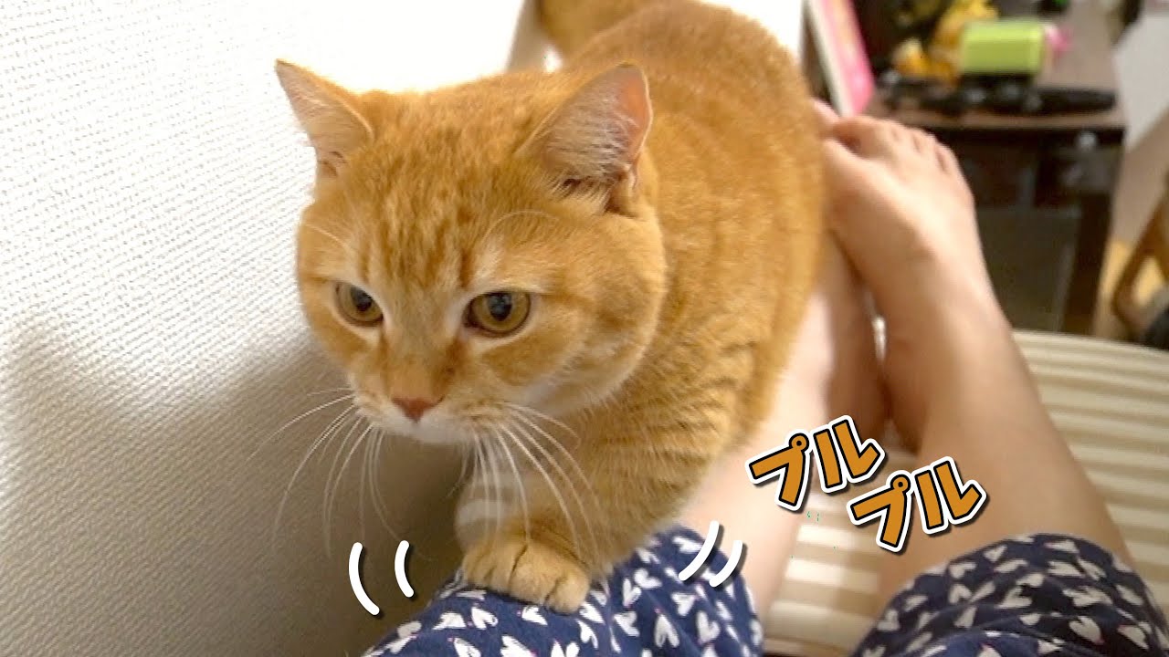 ママの体の上を器用に歩く短足マンチカンが可愛い Youtube