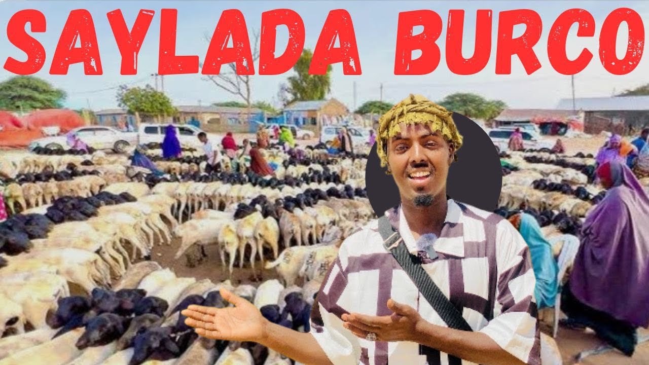 150$ QIIMAHA XOOLAHA OO KOR UU KACAY SAYLADA BURCO 2025