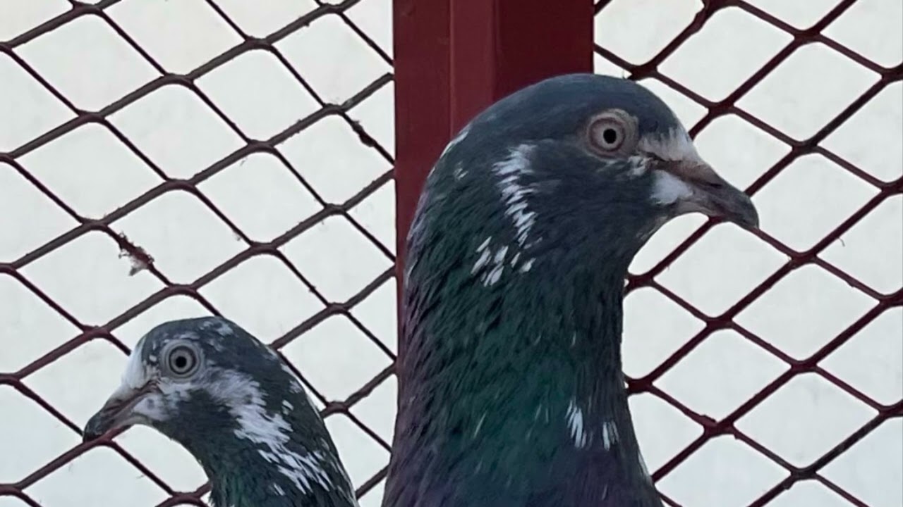 الحمام الباكستاني من المفاهيم تصنع الطيور الصحيحه ومن التعامل الصحيح تخلق الانجاز