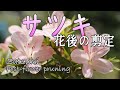 サツキの花後の剪定【キミのミニ盆栽びより】Pruning after Satsuki flowers