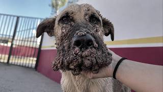 He Tried to Eat Plastic to Survive Hunger—Now He's Learning What Love Feels Like 🥺❤️