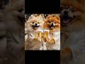 Teddy & Vidu Feliz 2026 #viduyteddy #2026 #pom #luxurypets #universomágico #christmas #love
