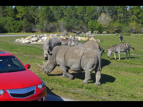 Lion Country Safari Florida S Largest Drive Through Safari Park