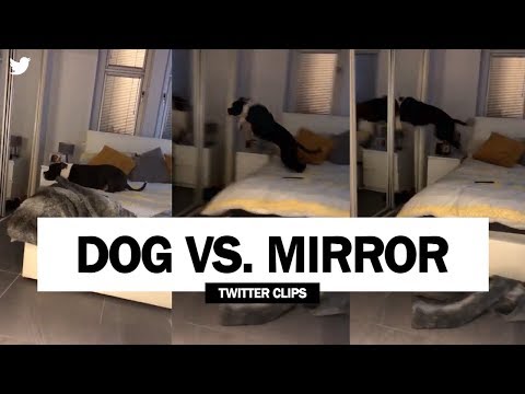 crazy-dog-jumps-into-mirror!-|-viral-on-twitter!