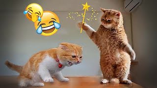 🤣😹 Funniest Dogs and Cats 😅🐱 Best Funniest Animals Video 2024 #8