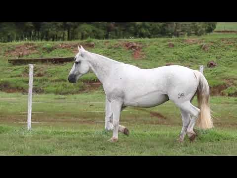 LOTE 15 HARMONIA DE SANTA CINILDA