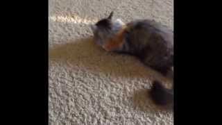 Ember Attack!