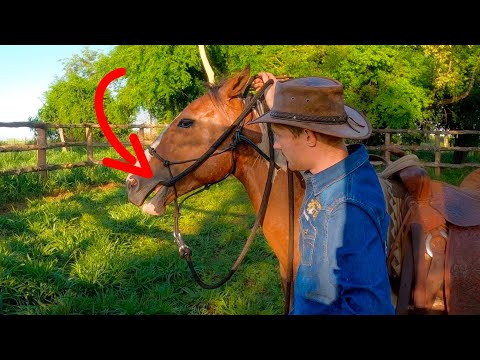 How To Introduce The Bridle And Bit To A Young Horse!