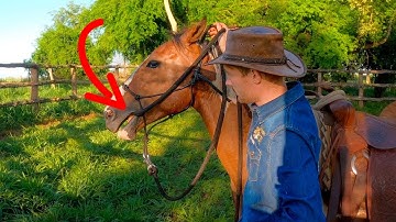 How To Introduce The Bridle And Bit To A Young Horse!
