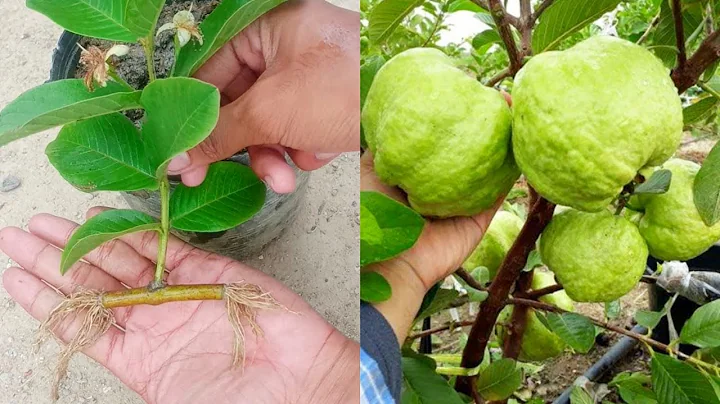 how to Growing guava to get more fruit in a short time 100% - DayDayNews