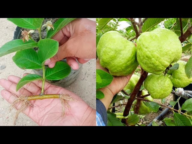 how to Growing guava to get more fruit in a short time 100% class=