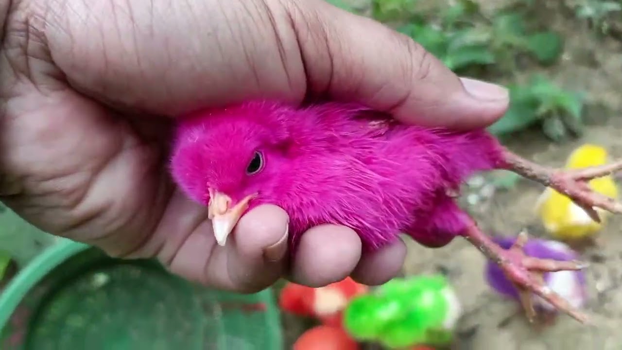 Menangkap ayam lucu, ayam warna warni, ayam rainbow, bebek, angsa, ikan hias, ikan cupang, Kelinci