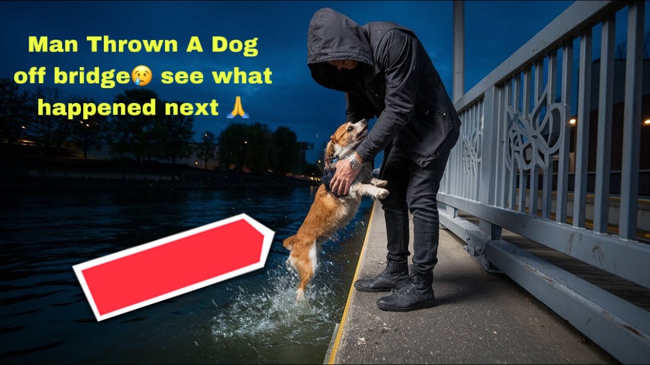 A Dog Was Thrown Off a Bridge—But What Happened Next Was Miraculous.