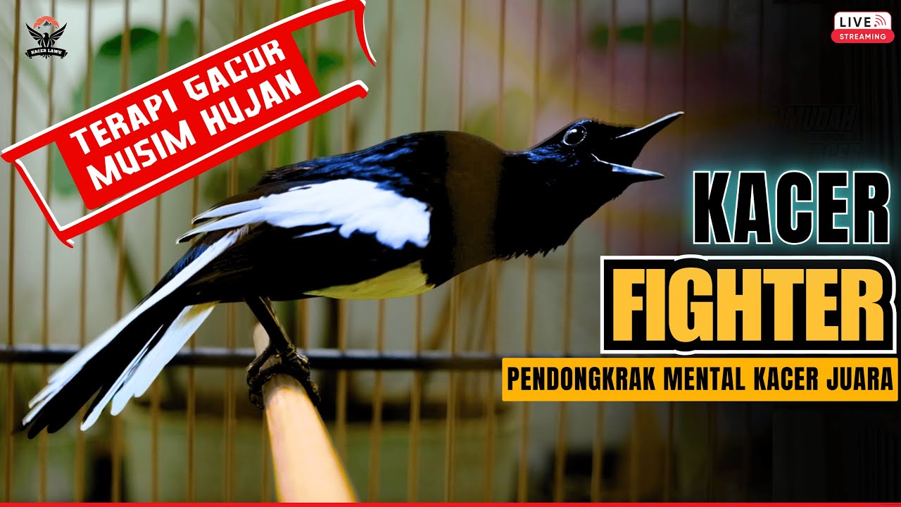 🔴TERAPI AMPUH KACER GACOR MUSIM HUJAN🔴 ~ AMPUH BUAT PANCINGAN KACER BAHAN CEPAT NYAUT GACOR NGEPLONG