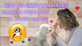 4 Cosas Que no debemos hacer | Al peinar el manto del Bichon Maltes